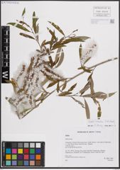 Foto von Salix excelsa S. G. Gmel.